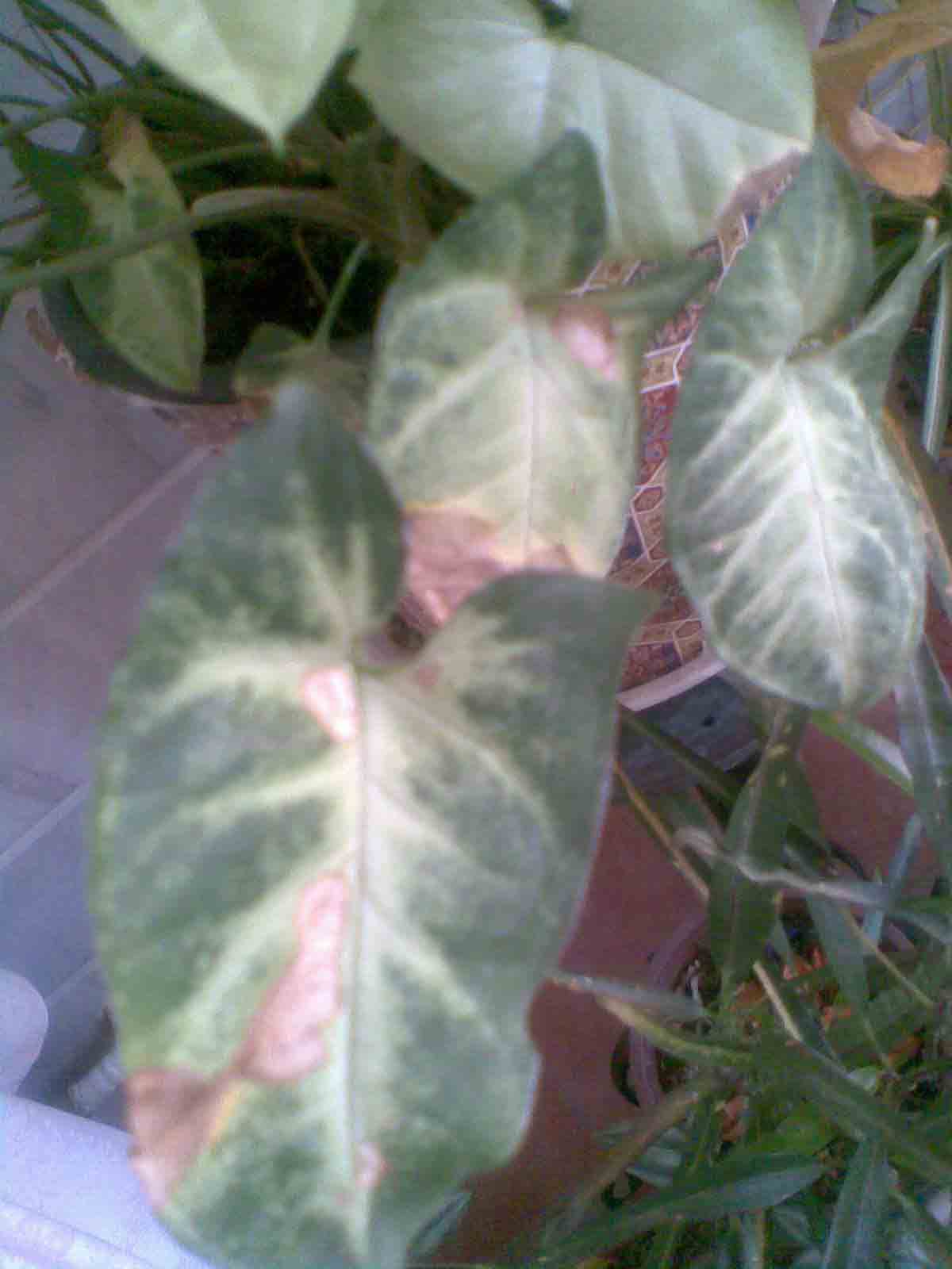 تصویر پرسش و پاسخ گیاه