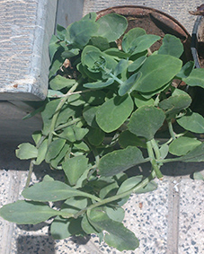 تصویر پرسش و پاسخ گیاه