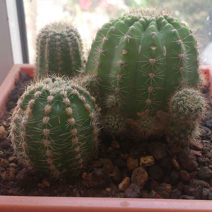 تصویر پرسش و پاسخ گیاه