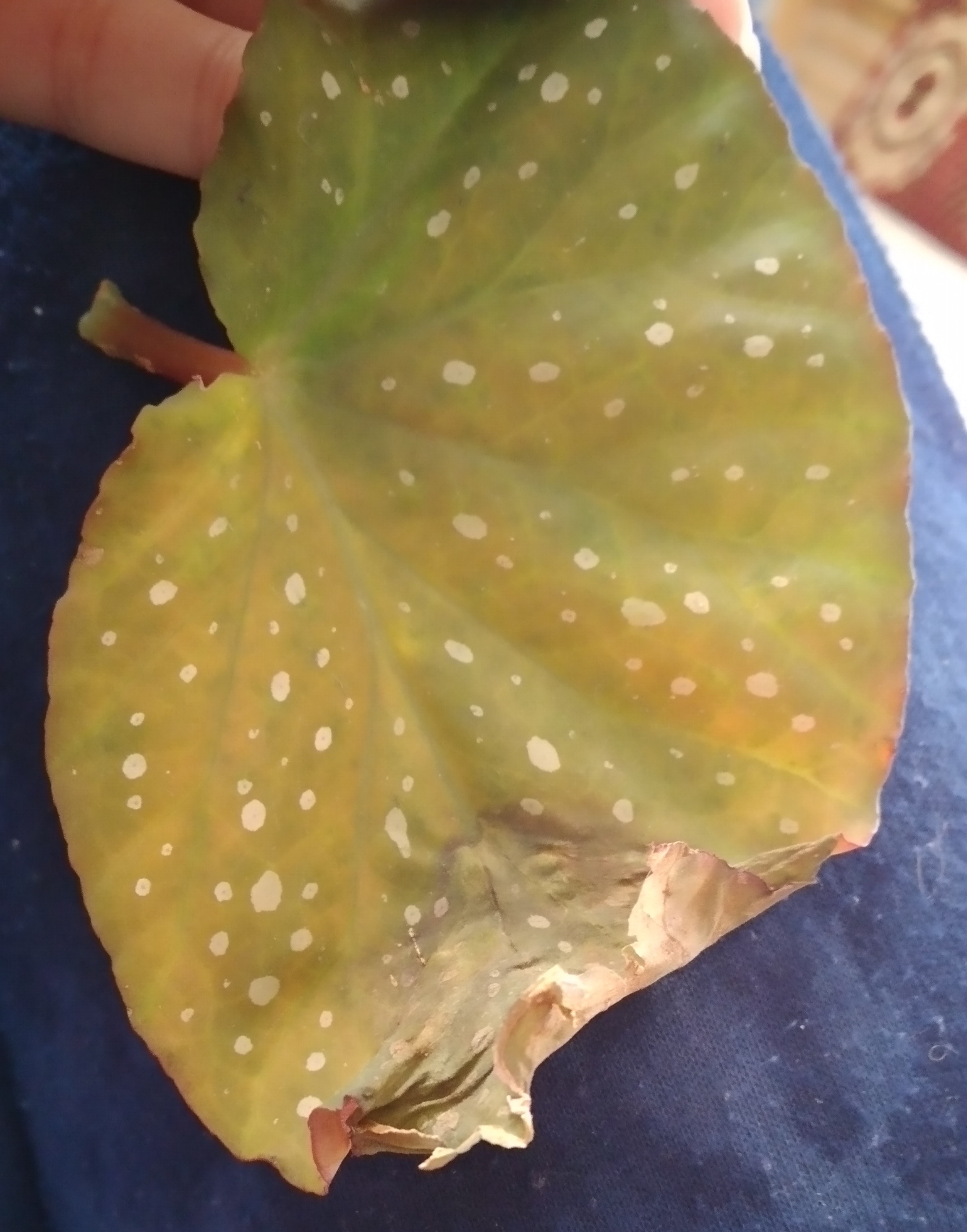 مشکل گل بگونیا خالدار