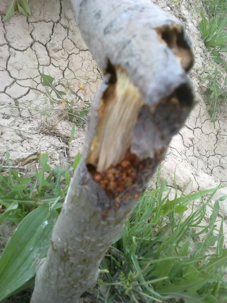 تصویر پرسش و پاسخ گیاه