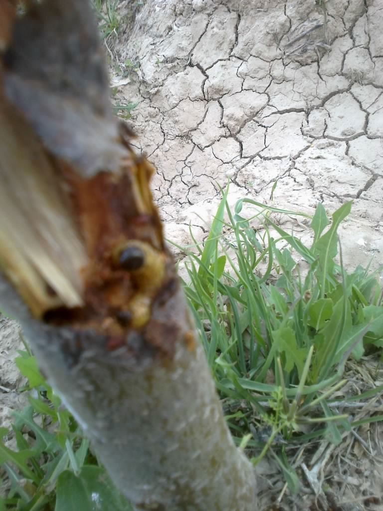 تصویر پرسش و پاسخ گیاه