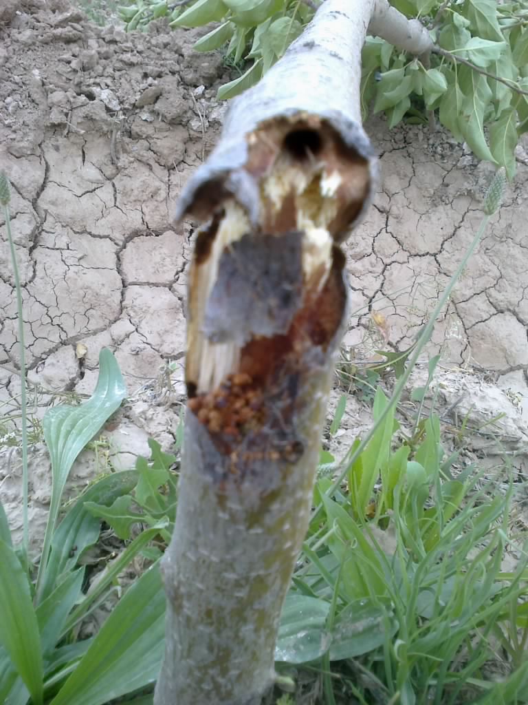 تصویر پرسش و پاسخ گیاه