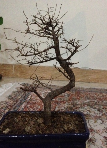تصویر پرسش و پاسخ گیاه