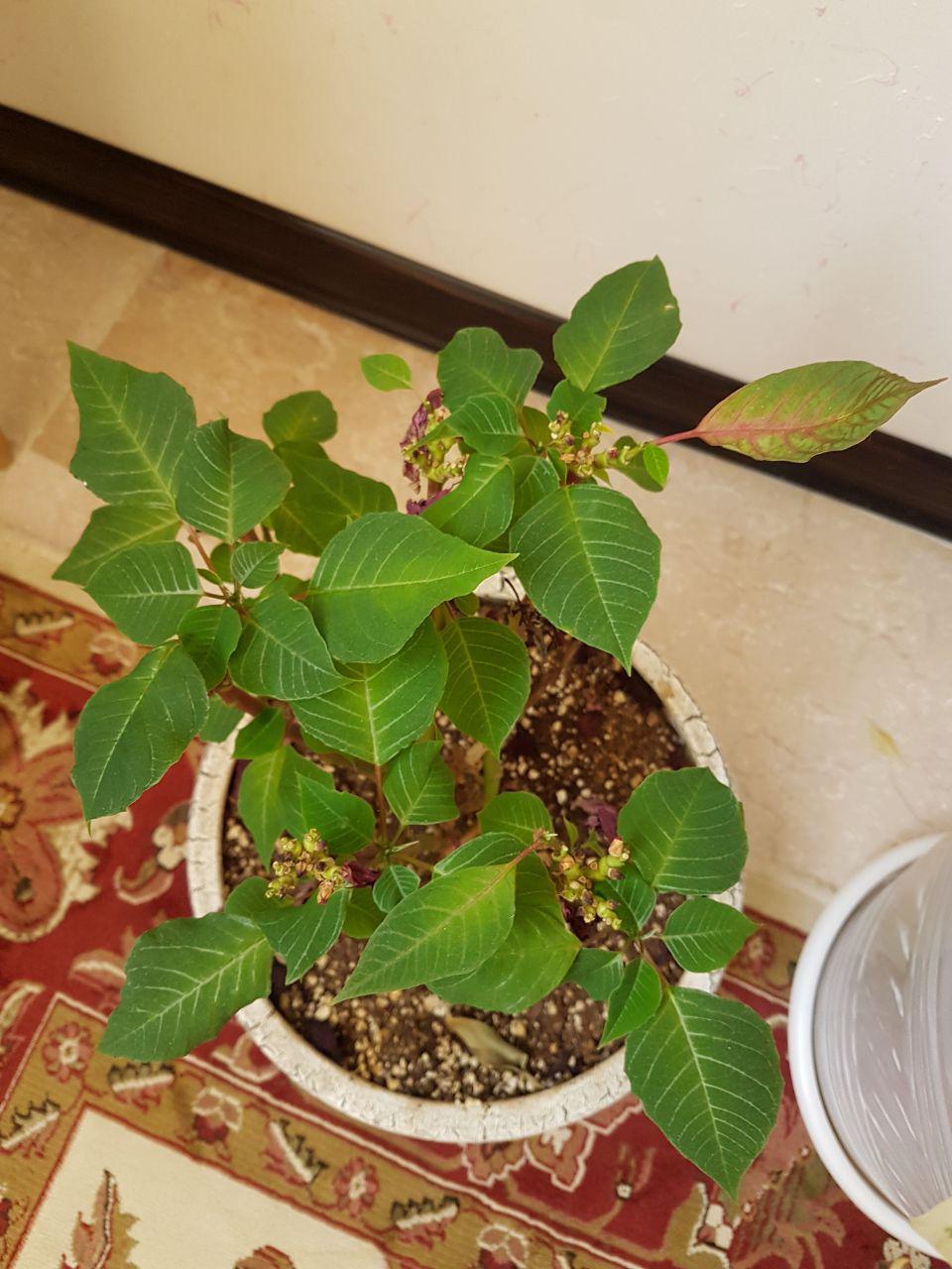 تصویر پرسش و پاسخ گیاه