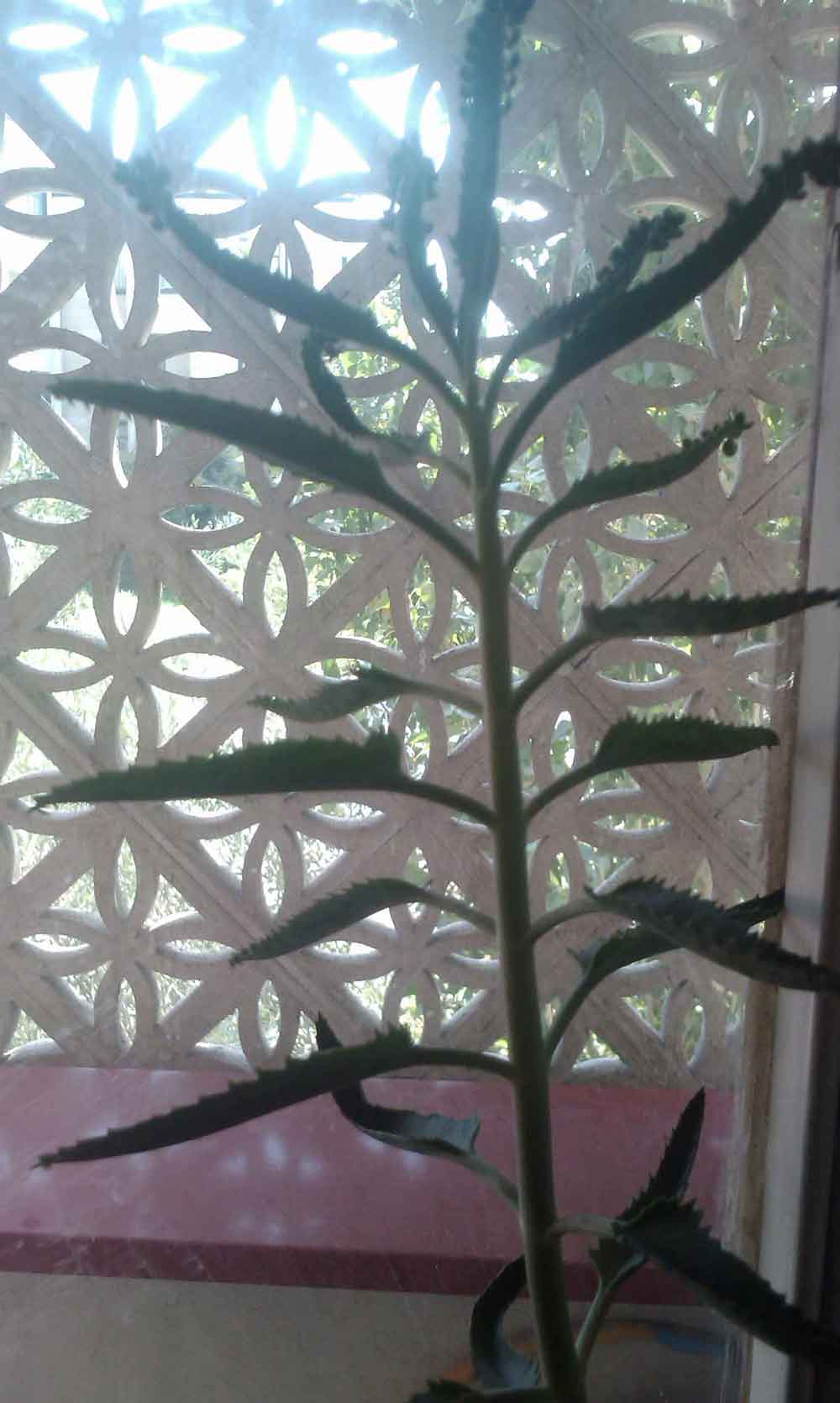 تصویر پرسش و پاسخ گیاه