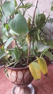 تصویر پرسش و پاسخ گیاه