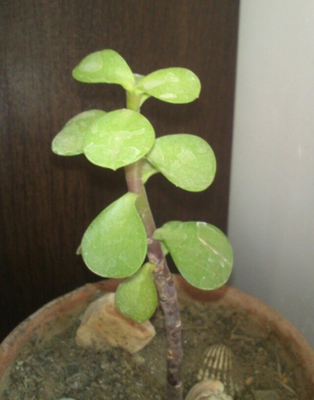 تصویر پرسش و پاسخ گیاه
