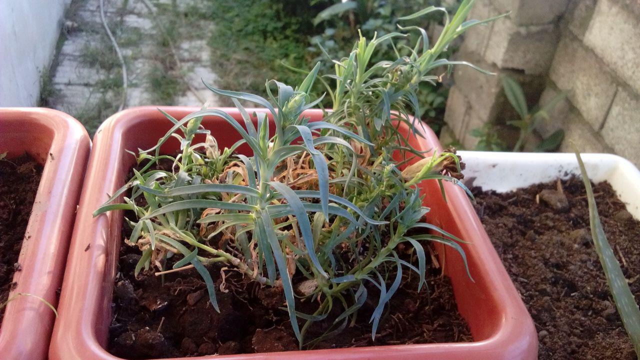 تصویر پرسش و پاسخ گیاه