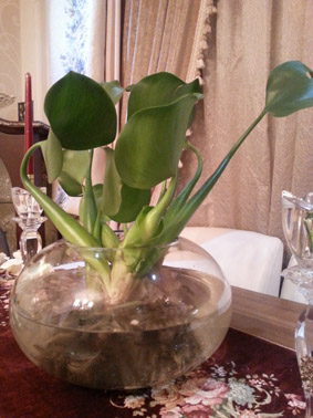 تصویر پرسش و پاسخ گیاه