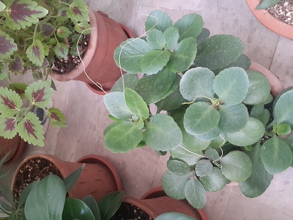 تصویر پرسش و پاسخ گیاه