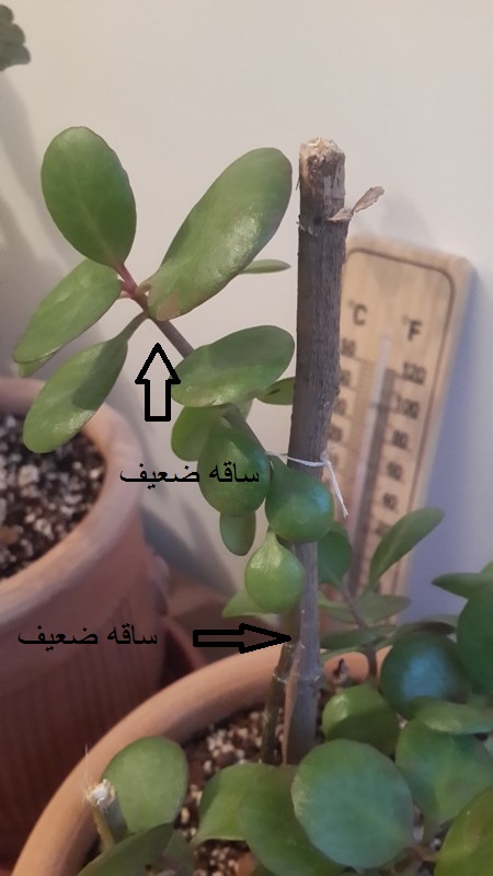 تصویر پرسش و پاسخ گیاه