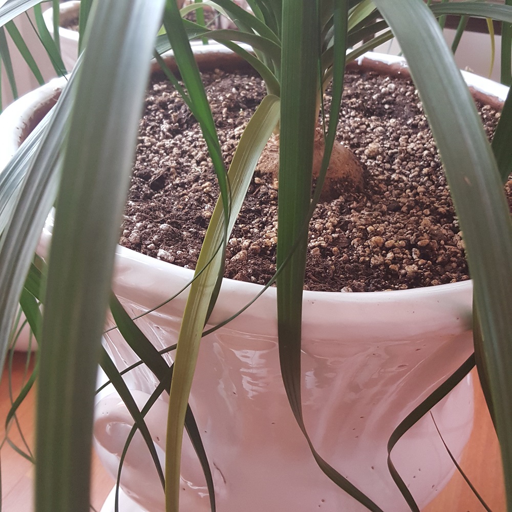 تصویر پرسش و پاسخ گیاه