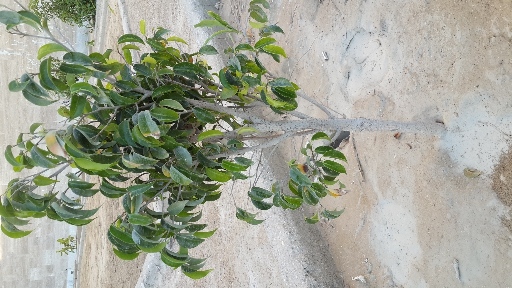 تصویر پرسش و پاسخ گیاه