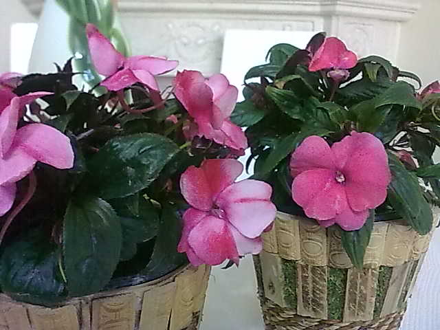 تصویر پرسش و پاسخ گیاه