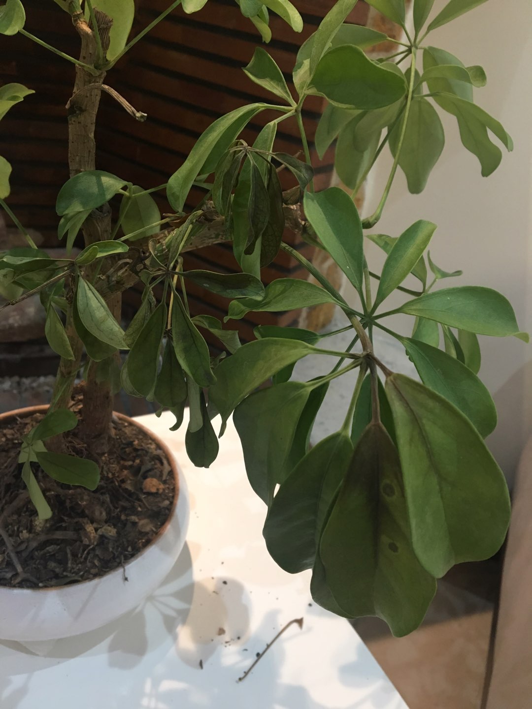 تصویر پرسش و پاسخ گیاه