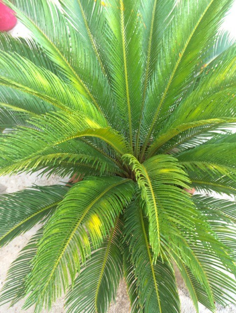 تصویر پرسش و پاسخ گیاه