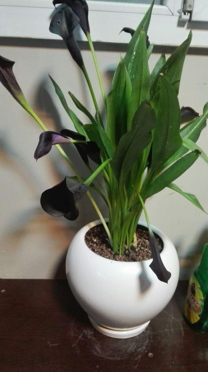 تصویر پرسش و پاسخ گیاه