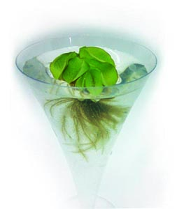 تصویر پرسش و پاسخ گیاه