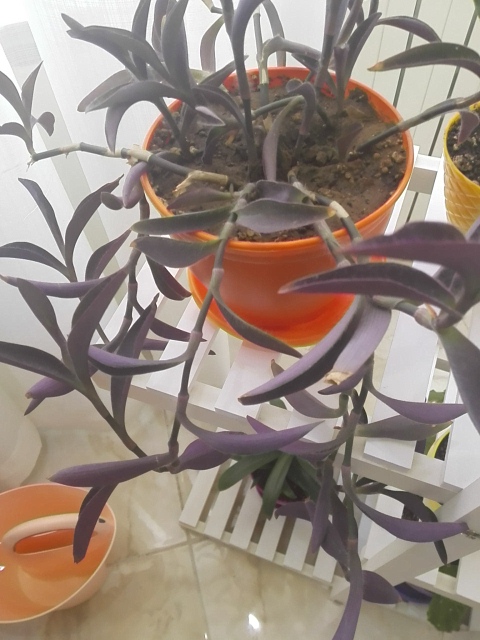 گل رونده به رنگ بنفش