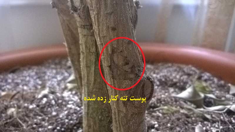تصویر پرسش و پاسخ گیاه