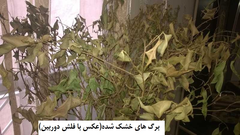 تصویر پرسش و پاسخ گیاه