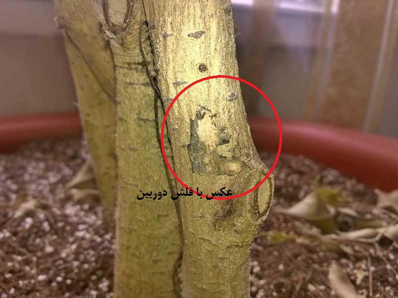 تصویر پرسش و پاسخ گیاه