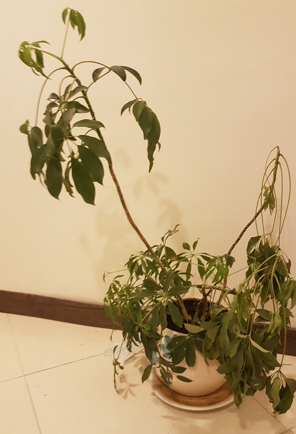 تصویر پرسش و پاسخ گیاه
