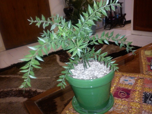 تصویر پرسش و پاسخ گیاه