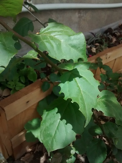 تصویر پرسش و پاسخ گیاه