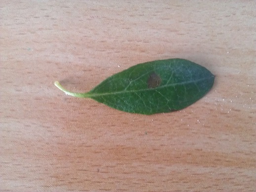 تصویر پرسش و پاسخ گیاه