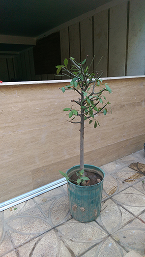 تصویر پرسش و پاسخ گیاه