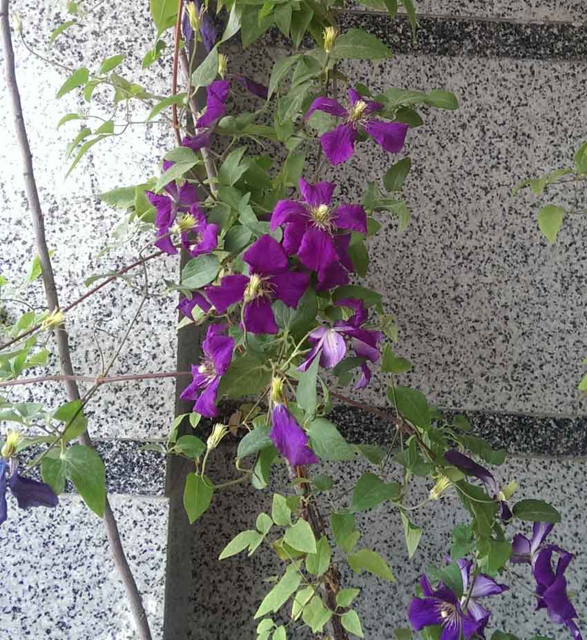 پژمردگی کلماتیس