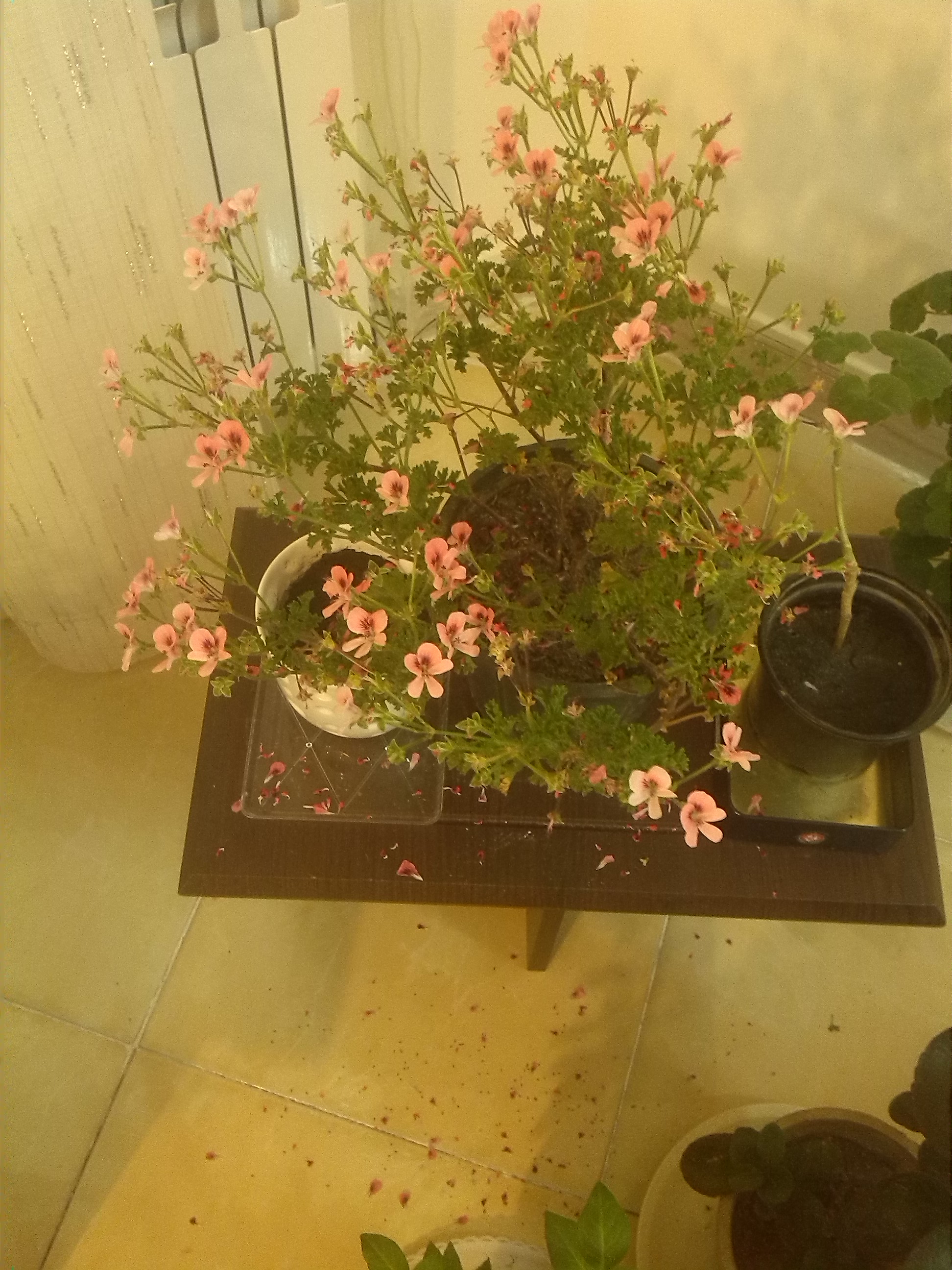 تصویر پرسش و پاسخ گیاه