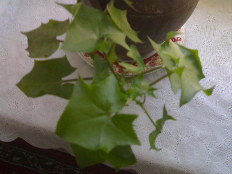 تصویر پرسش و پاسخ گیاه
