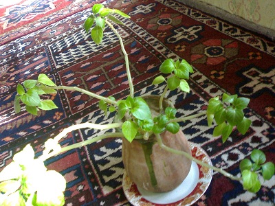 تصویر پرسش و پاسخ گیاه