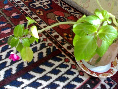 تصویر پرسش و پاسخ گیاه
