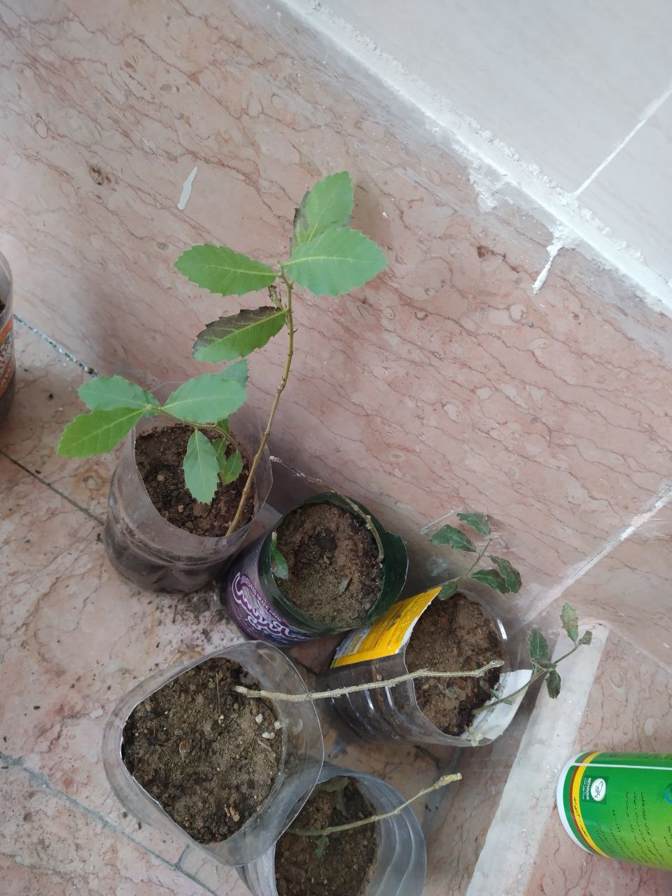 تصویر ارسالی کاربر