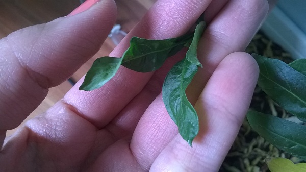 تصویر پرسش و پاسخ گیاه