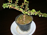 تصویر پرسش و پاسخ گیاه
