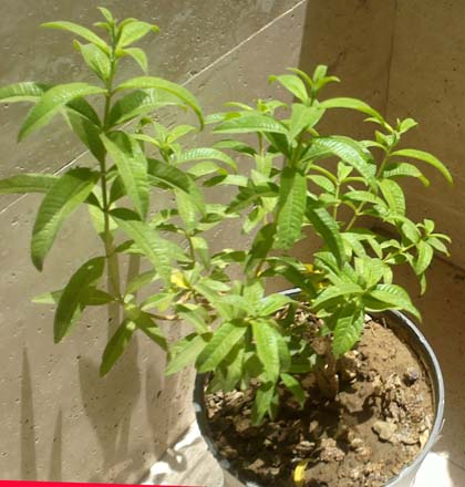 تصویر پرسش و پاسخ گیاه