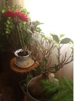 تصویر پرسش و پاسخ گیاه