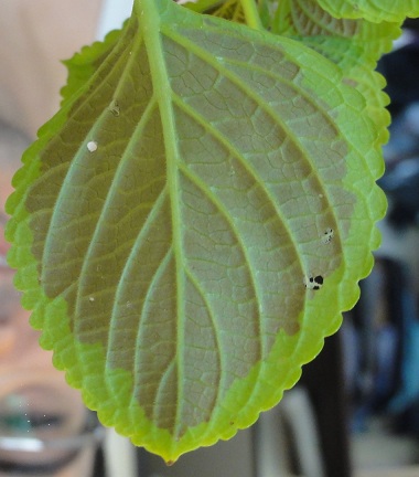 تصویر پرسش و پاسخ گیاه