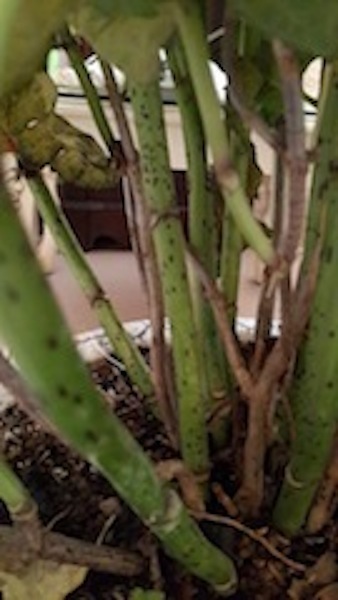 تصویر پرسش و پاسخ گیاه