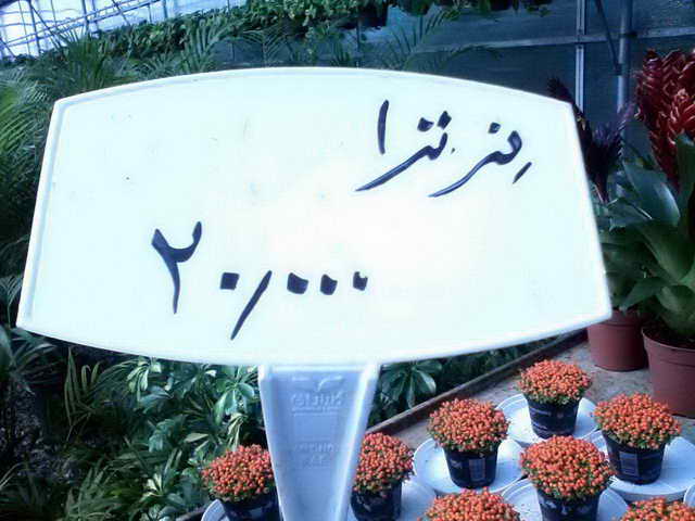تصویر پرسش و پاسخ گیاه
