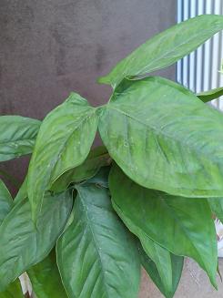 تصویر پرسش و پاسخ گیاه