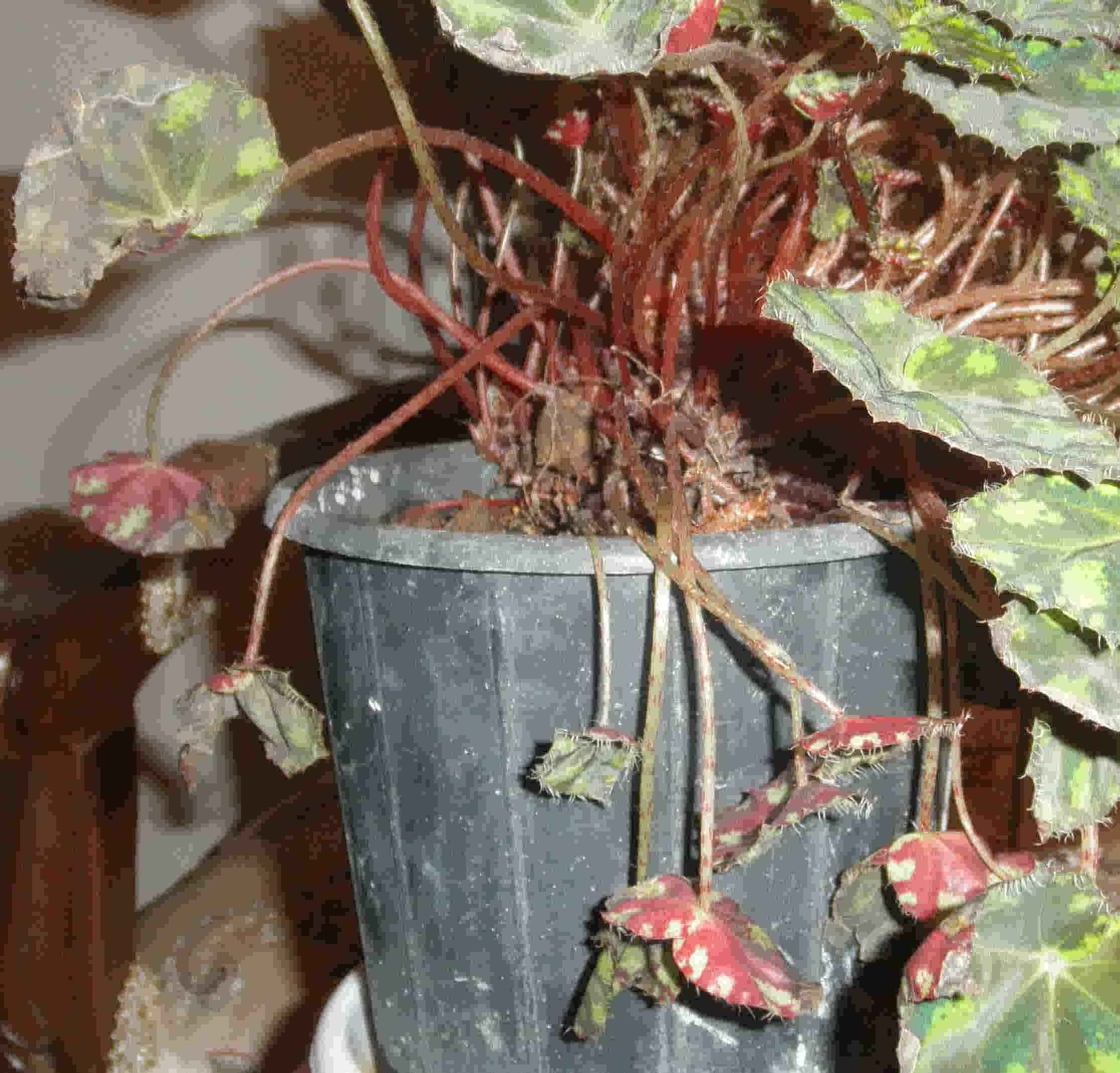 تصویر پرسش و پاسخ گیاه