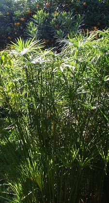 تصویر پرسش و پاسخ گیاه