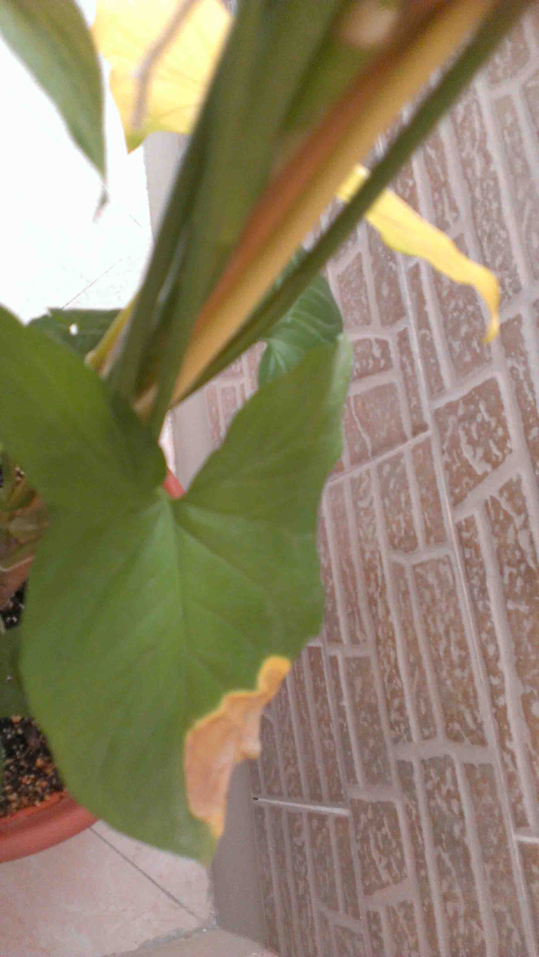 تصویر پرسش و پاسخ گیاه