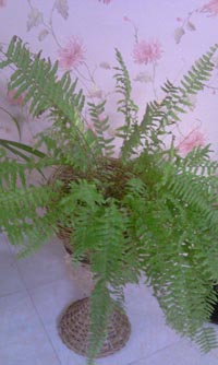 تصویر پرسش و پاسخ گیاه